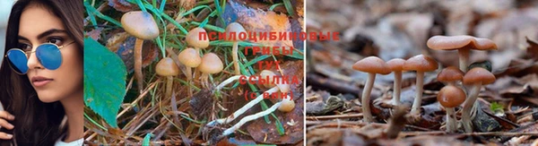 дмт Дмитров
